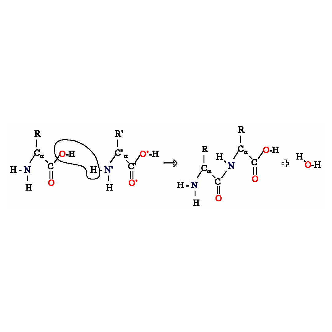 Polyamide (Nylon)